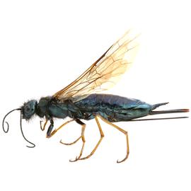   Sirex nitidus  female dark form lateral habitus; photo by H. Goulet, CNC 
